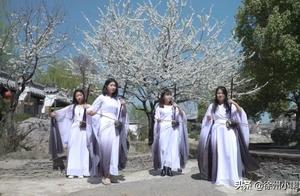 Live the Spring in Xuzhou | From Golden Yellow to Melodious: Stunning and Enchanting, Truly the Best Time for Hanwang!