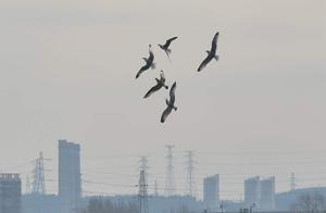 Spring River Water Warms, Seagulls Arrive in Beijing