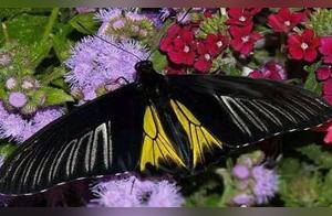 Butterflies Eat Meat? They Eat People to the Point of Being Just Skeletal Remains – It's Terrifying!
