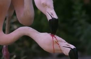Red Crane Attacks Companion, Suffering Head Injuries; Internet Users: Nature is So Amazing!