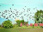 Why Thousands of Cormorants Gather in Xinlin Bay Expo Park?