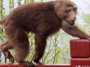 Huangshan Long-tailed Monkey 'Smiling Face' Showcases 'Cute' Appearance