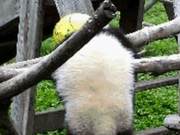 Baby Panda Dies After Strangulation Due to Toy Rope, Patrol Staff Claim No Abnormalities! Live Streamed for 7 Hours, No One Rescued