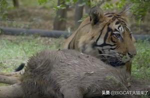 Indian Couple Plants 240 Acres of Forest to Attract Tigers