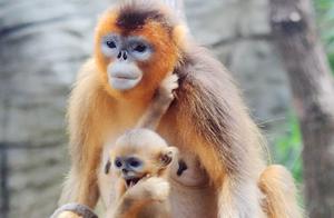 Macaws Take Flight, Monkeys and Apes: Who Is More Skilled? Li Live Stream Unveils the Mystery