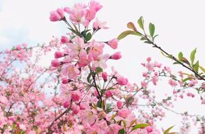 The Most Beautiful Spring Scenery Collection at Yuetongshan Hundred Flower Garden