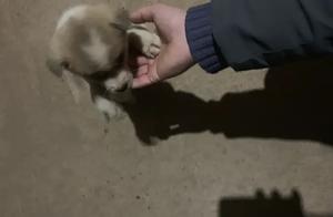 Why Native Dogs Don't Get Lost Easily, While Pet Dogs Frequently 'Leave Their Hands'
