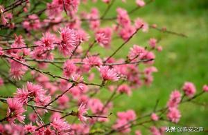 Spring at Lake Tianping