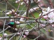 Nányué Ecology: Rare Forked-Tail Sunbird Discovered