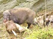 Seasonal Energy Replenishment: Tangjiayhe Wild Boar Family of Three Scavenge Deer