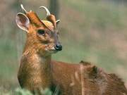 Shaoguan Xixing: Red Deer Enters Villager's Home, Villagers Call Police and Release