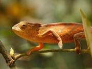 The Fantastic Drift of the Chameleon