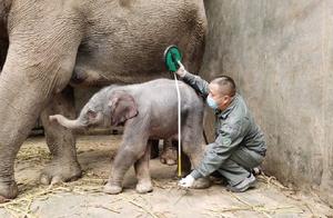 Baby Elephants Born in Xiwangbanna Wild Elephant Valley