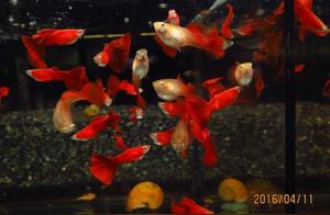 What to Do When Peacock Fish Get Tail Rot? Don't Worry, Let Me Show You My Genius Operation!