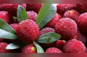 Spring Mulberry Trees Blossom, When Will the Mulberries Ripen, We Can Enjoy Sour and Sweet Mulberry Juice Again!