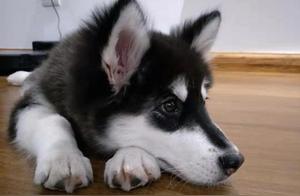 Do You Really Care for Your Pets?