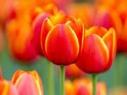 Greetings of Peace, Looking Forward to Warm Spring