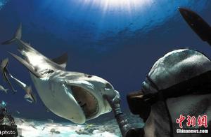 Incredible Courage! Elderly Man Swims with Tiger Sharks, Facing Their Teeth Just Inches Away