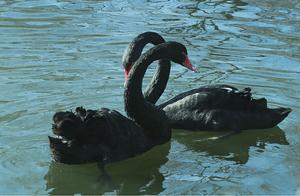 Love in Shenyang's Swan Lake