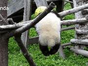 Heartbreaking! 8-Month-Old Panda Cub Dies After Suffocation While Playing