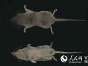 New Mammal Species Discovered in Huangshan Scenic Area