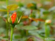 Both illusory and real, both loving and hating; love enriches life, while pain elevates it.