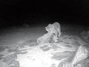 First Snow Leopard Activity Footage Shot in Haiyan