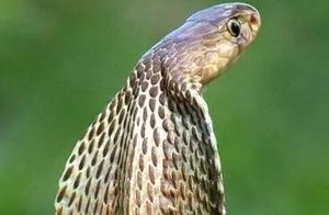 Animals' 'Best': Leading the Way. Do you know others?