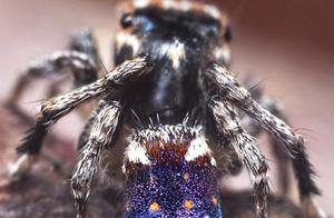 Scientists Discover New Spider Species in Australia with Abdomen Patterns Resembling Van Gogh's 'The Starry Night'