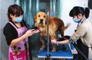 5 Things Dog Owners Should Consider Before Getting a Dog