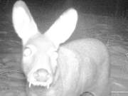 National Level Protected Animal Linshi Makes its Debut ‘On Camera’ in Shanguanzhan Protection Area of Shaanxi Province