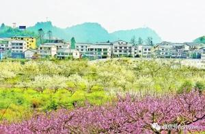 Peach and Plum Blossoms in Pomeilang Village, Niancang Town, Baiyun District