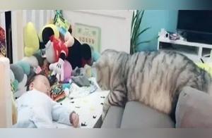 Don't Allow Cats Into the Nursery, But It Secretly Sneaks In, And The Moment It Touches a Small Hand, Its Heart Almost Melts