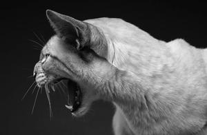 This photographer will 'return to their former selves' and can capture a feeling in every dog.