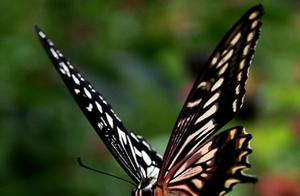 Zhubaidian Photographer Captures: Insect Aerial Dance - Stunning Moments