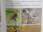 Birds of the Yellow River Delta – Sparrows