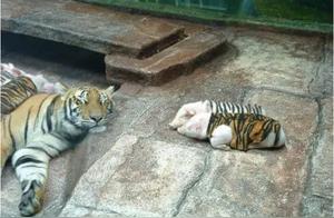 Mother Tiger Mourns Lost Cub, Starves Herself in Zoo; Piglets Replaced