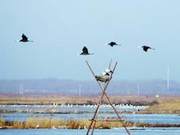 Dulu River Nature Reserve in Heilongjiang Province's 200 Oriental White Storks 'Fully Occupied' with Artificial Nesting Sites