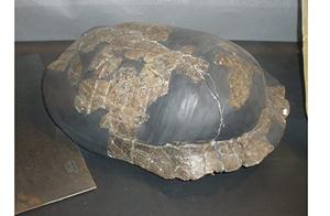 Ancestor Tortoise Survived Dinosaur Extinction 66 Million Years Ago