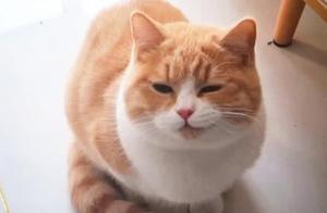 Finding His Cat with a Mysterious Smile, a Man Consults a Veterinarian and Gets Confused