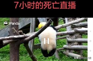 Baby Giant Panda Lu Lu Dies After Strangling Itself with Hanging Ball Rope