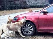 Stray Dog Demands Food Are Refused, and the Car Was Attacked the Next Day: I've Never Seen Such a Sly Dog