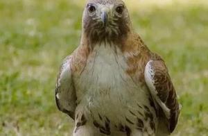 A Red-Tailed Hawk Fiercely Captures a Squirrel, One Claw Pressing on the Squirrel's Head and Flying Away with the Head