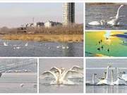Jinzhou White Swans Attract New Companions