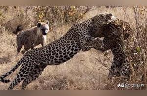 The Cunning Hyena, Exploiting a Dispute Between Two Leopards, Increases its Numbers and Prepares to Encircle the Leopards