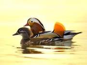 Mandarin Ducks Don't Always Remain Faithful – Do You Know?