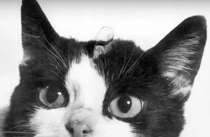 6 Amazing Cats That Have Lived Extraordinary Lives: From Space to Mayor, Living a ‘Meow’ Life