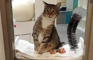 This 'Cat Star' Master of Lockpicking and Escapes with Rescue Shelter Cats