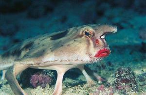 Red Lip Batfish