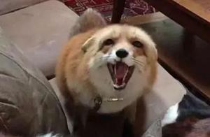 Woman Finds Fox, Cares for It for Six Months, Finds It Has Developed a Dog-Like Style